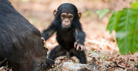 10 Exotic Animals You Can Legally Own