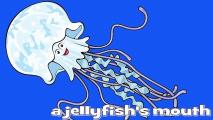 Whose Mouth _ Learn Animals Song for Kids-oxO4jIP3ciw