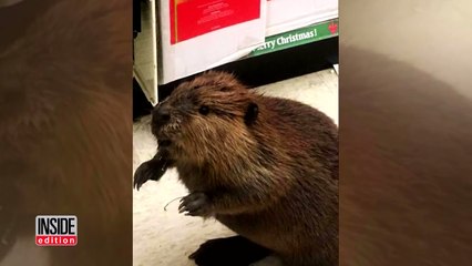 Leave It To This Beaver To Get Caught Holiday Shopping Inside Store-LIguAHqPUdM