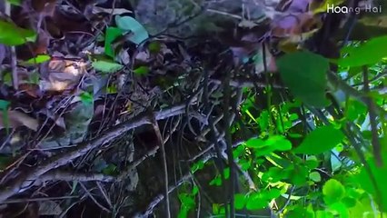 Du lịch Vịnh Hạ Long -Thăm quan Di sản thiên nhiên thế giới