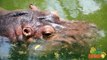 HIPPOS- Animals for children. Kids videos. Kindergarten   Preschool learning