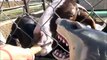 Pet Shark Feeding Pig & Goats @ Petting Zoo 'Toy Sharks For Children'