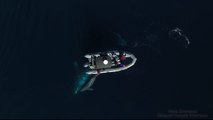 Une baleine et son bébé filmés par un Drone sous un bateau