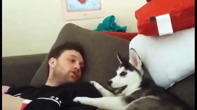 Débat endiablé entre un chien husky et son maître