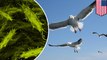 Look out below! Seagulls in Alaska carrying super-strain of E. coli