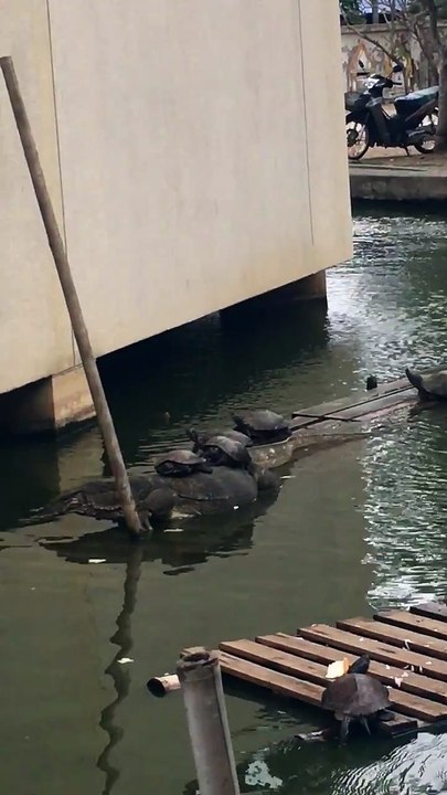 Des tortues ont pris ce varan pour un taxi... Tranquille!