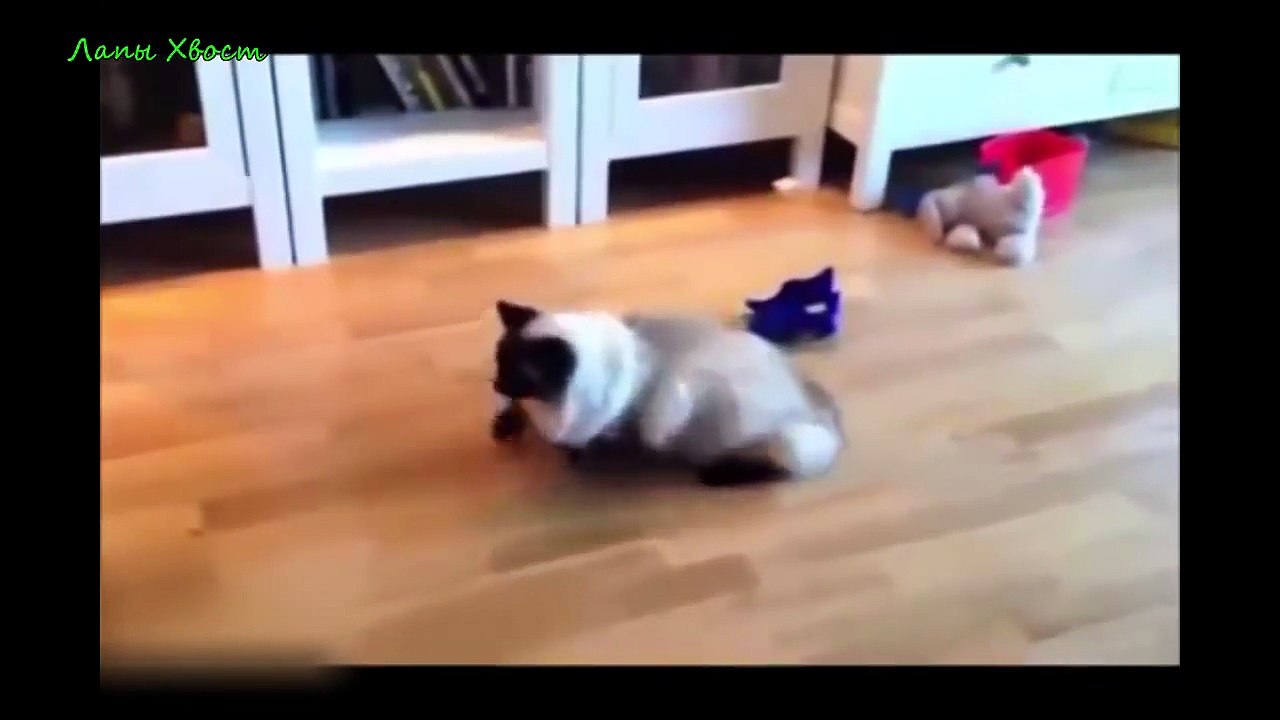 приколы с животными РЖУ НЕ МОГУ