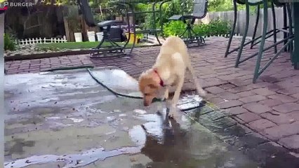 PUPPIES PLAYING with WATER ★ LONG VERSION (HD) [Trip Burger Pets]