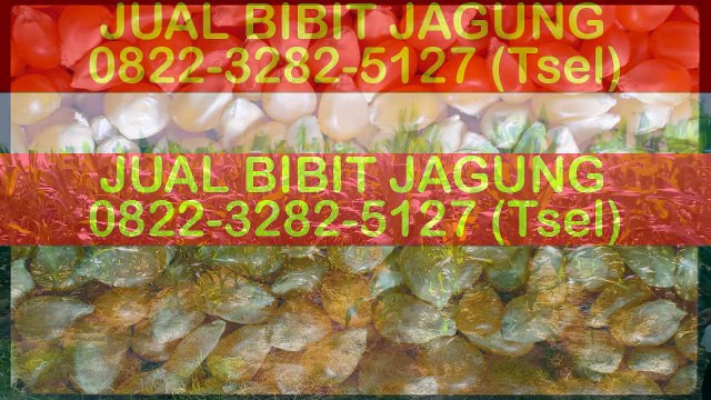 0822-3282-5127 (Tsel), Toko Benih Jagung