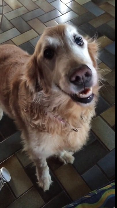 La réaction d’un chien qui apprend qu’il n’a pas de cancer au cerveau