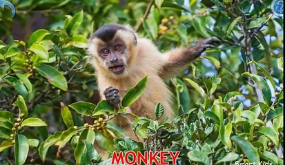 Animals for Kids   Animals of the World for Kids   Learn Animals   Animals in English