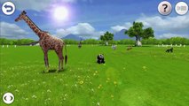 Baby Panda - Real Animals ♔ Kids Learn About Animals & Sounds ♔ Life-like Animals 3D Games