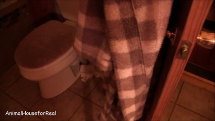 Cat Makes Toilet Paper Bed-wntv4PVGsJY