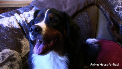 Bernese Mountain Dog has YO for a Marking!  Very cool!-d2kX-Fa-ge0