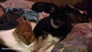 Cat and Alaskan Husky Puppy Holding Paws-VBwrtCN-hHA