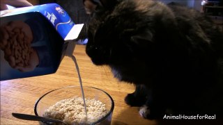 Cat Eats My Cereal-WZHqGOfdChA