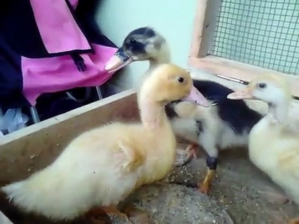 ördek civcivi yavrusu sesi