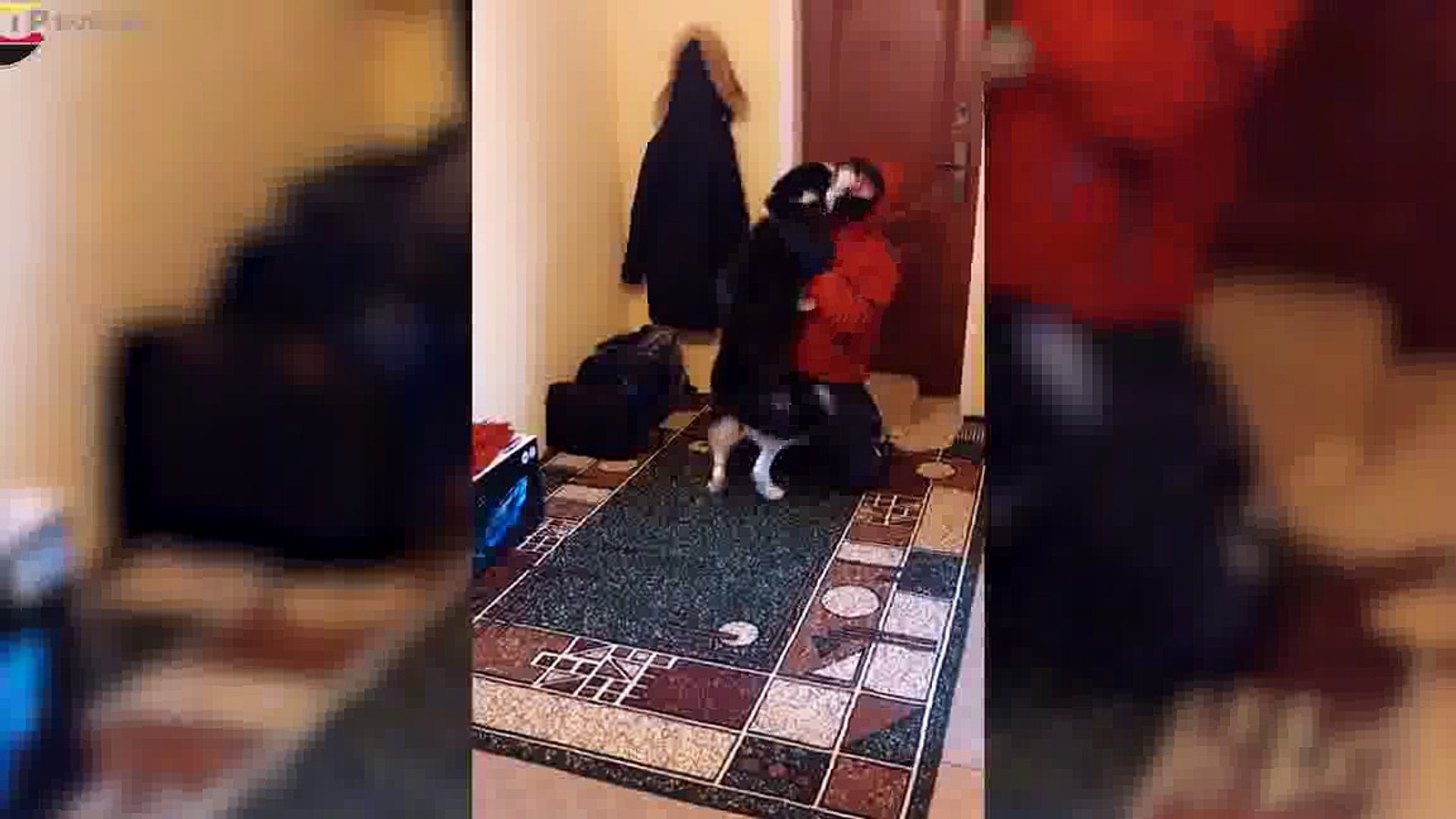 ⁣When Dogs Meets Their Owner After A Long Time Dog Reunion With Their Owner