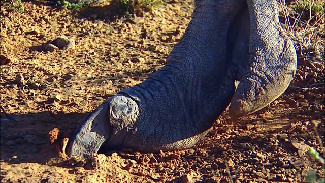 OSTRICH- Animals for children. Kids videos. Kindergarten Preschool learning