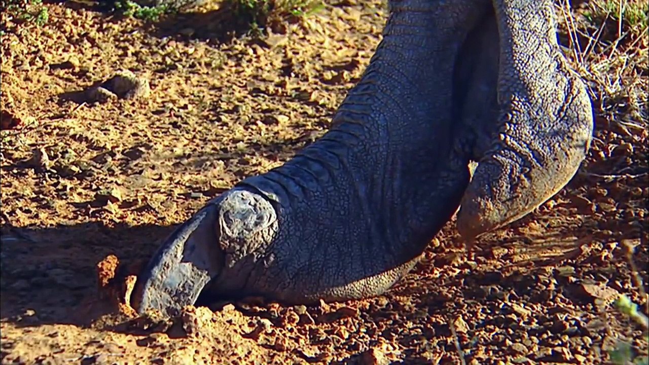 OSTRICH- Animals for children. Kids videos. Kindergarten   Preschool learning