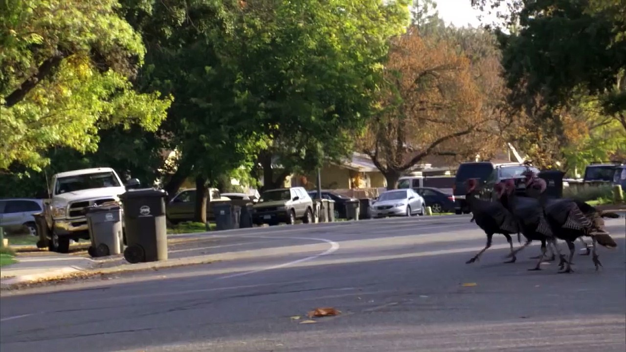 Terrified Residents Call 911 Over Wild Turkeys Terrorizing This Small Town-vt11RLHvny8