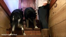 Alaskan Malamute Mom shows her puppy how to go downstairs-sPH1-ESMqvE