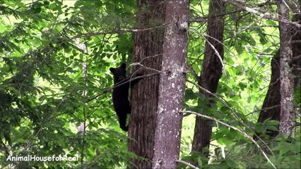 Bear Cub in our backyard-y1Vwfzky4Bo