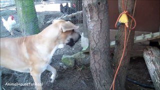 Great Dane pays the price for trying to play with barn cat!!!-ajEUP7v_I0k