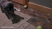 Great Dane Puppy plays with tennis ball-TAMBV_KVJ0c