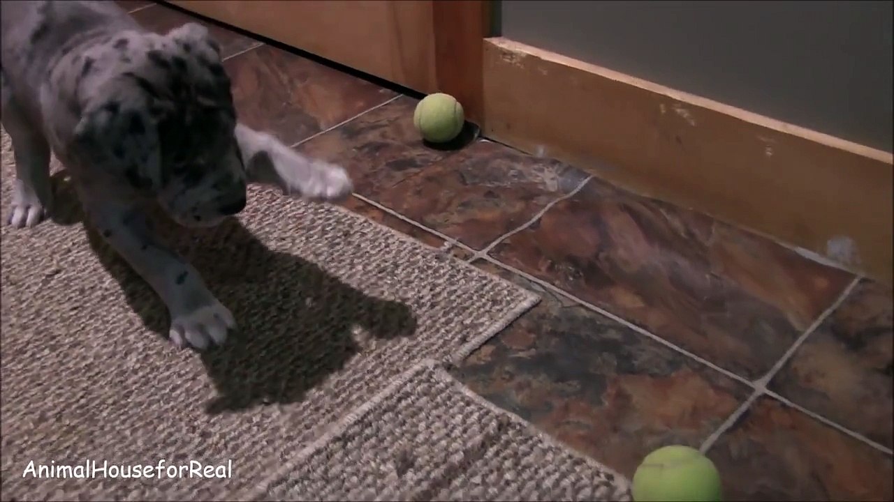 Great Dane Puppy plays with tennis ball-TAMBV_KVJ0c