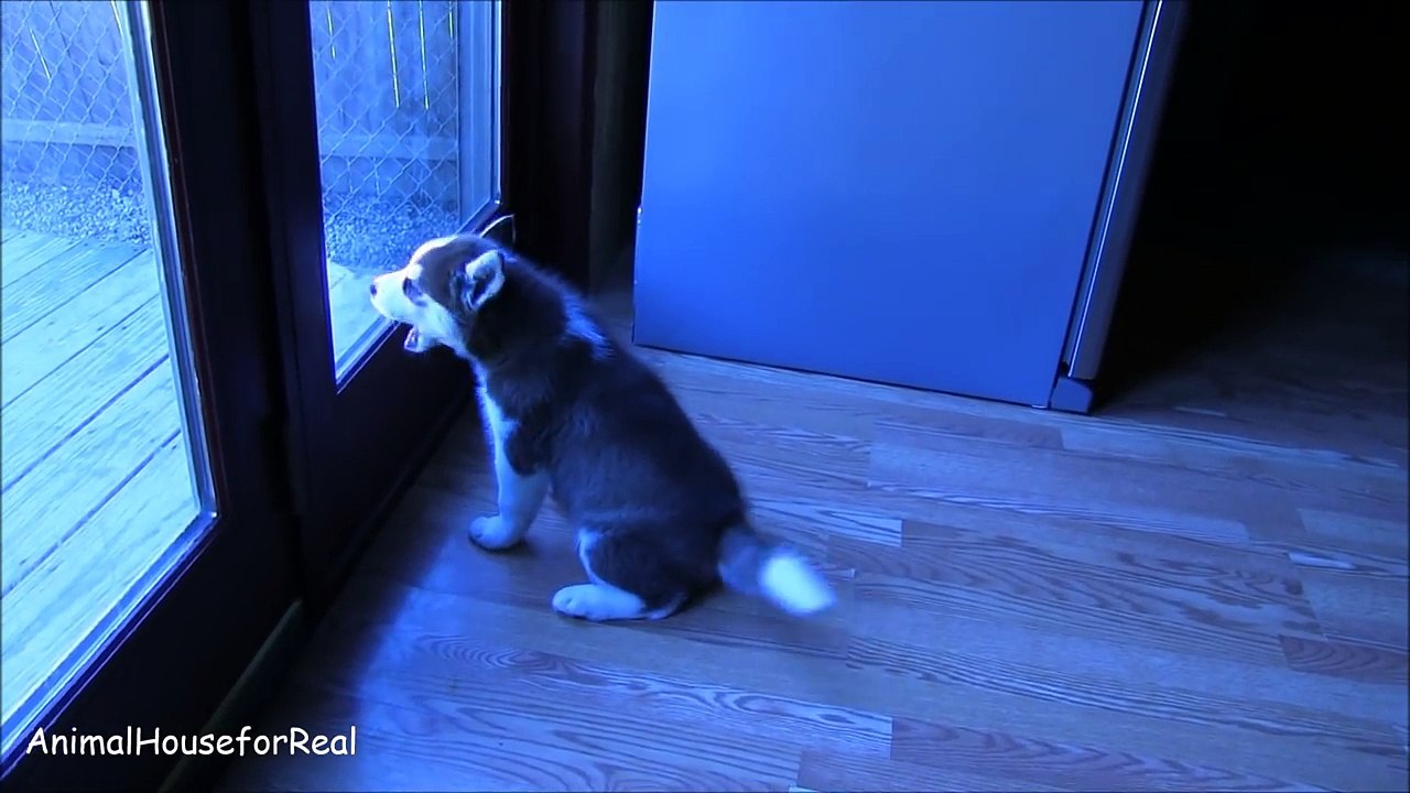 Husky Alaskan puppy wants to go out and play-xsUYMobemj4