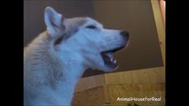 Husky Howling in Slow Motion-hCJk3bh5xi4