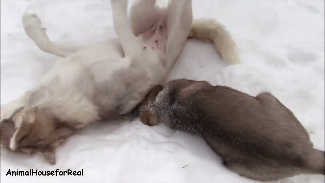 Husky Puppy digs with her Mom-ZhIIdsj1xJo
