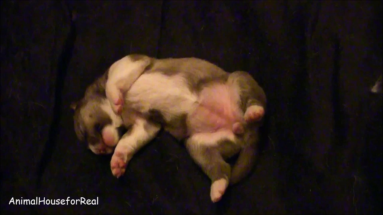 Husky Puppy Dreaming-BlahiR1nhhA