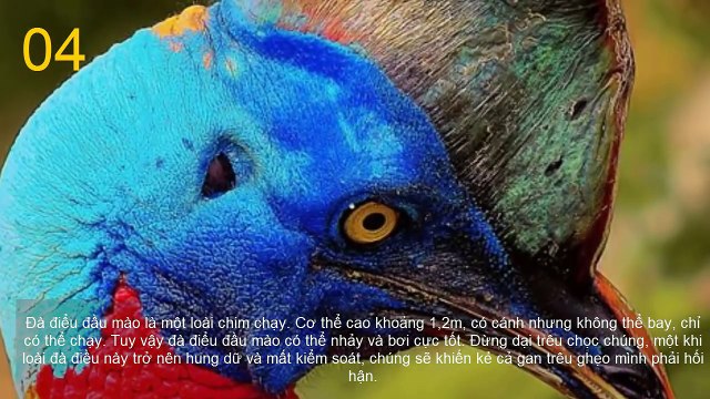 10 Loài Chim Nguy Hiểm Nhất Hành Tinh - Top 10 Kỳ Lạ