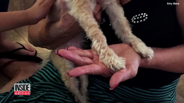 Woman Reunites With Dog Who Ran Away From Home 9 Years Ago-9kNp74OeM9s