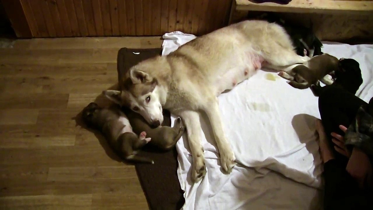 Husky Puppy Pillow-Iro_hj_0uQM