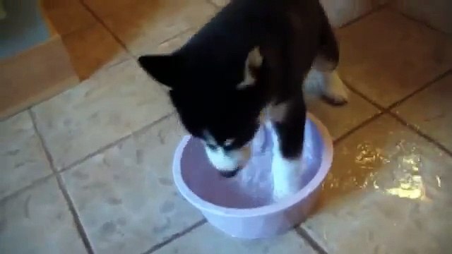 Our Siberian Husky Puppy in Puppy Bowl 2015 Ad for Bissell-RljqPSl3hB8