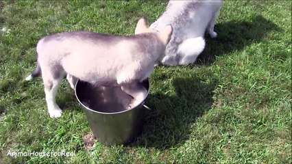 Puppy plays in the water bucket-n8lslHz31GM