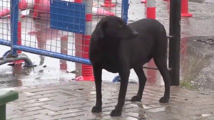 Fethi Sekin'in Beslediği Köpek Ve Hikayesi