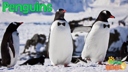 PENGUINS- Animals for children. Kids videos. Kindergarten   Preschool learning
