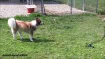 Siberian Husky Plays in Water Sprinkler-6WIgdyH1Ktc