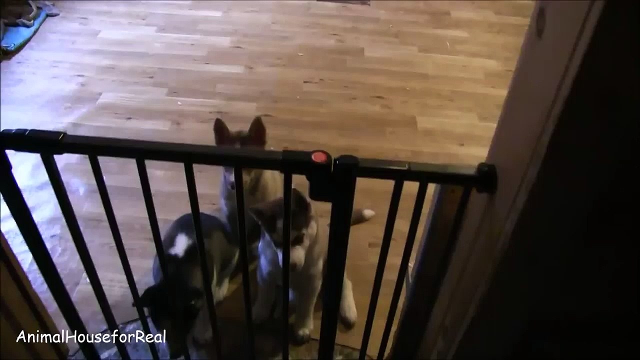 Siberian Husky Puppies Play with 50 Tennis Balls-mGcawu5noAo