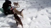 Siberian Husky Puppies Playing in Snow-0RlQn1yYVLE