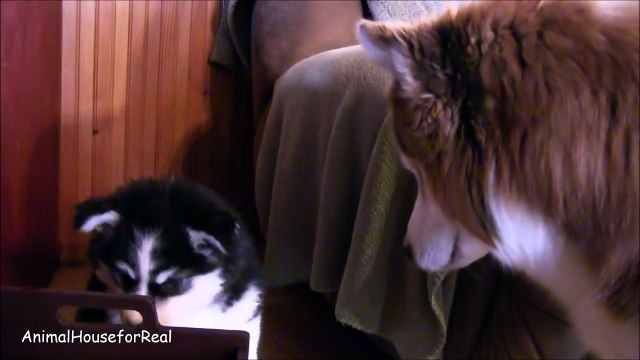Siberian Husky Puppy meets her Dad-EJk21MmajpE