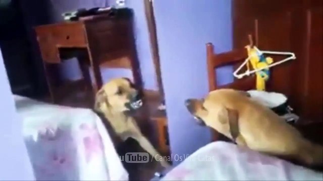 Os Melhores Vídeos Engraçados Do WhatsApp Da Semana Janeiro 2017 (Parte 5)