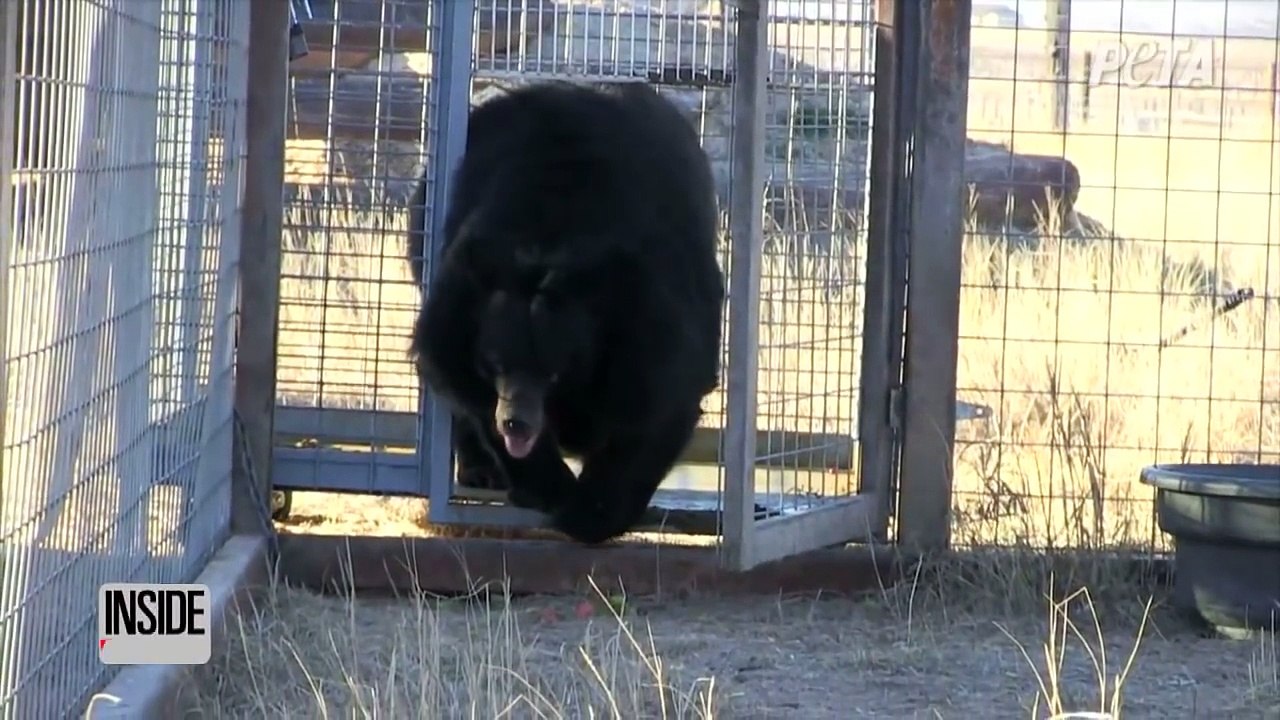 Bear Takes First Steps of Freedom 10 Years After Living In Cramped Cage-s5XsDQgA5tQ