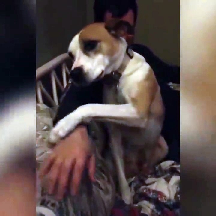 "Non smettere MAI di farmi le COCCOLE" disse il Cane