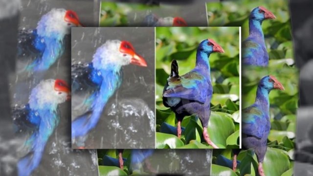 Chuyện Lạ - Loài Chim Quý Hiếm Biết -Giữ Nhà- Như Chó