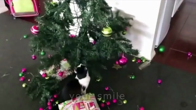 ЛУЧШИЕ ПРИКОЛЫ 2017 ЯНВАРЬ | Лучшая Подборка Приколов #250